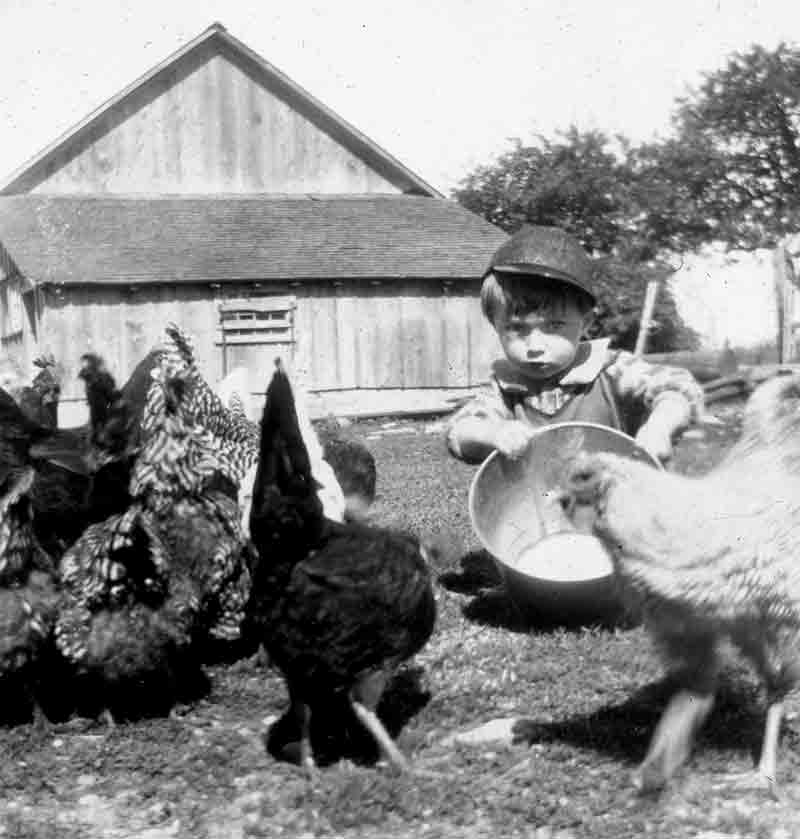 Small Little Boy Holds Metal Bucket Half His Height Feeding Chickens On Family Farm Circa 1910